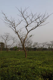 Tea Plantation in Damak